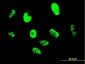SNAI2 Antibody (monoclonal) (M05)